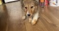 Collie Puppies for Sale in Cavan – Active & Playful