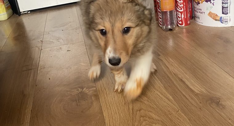 Collie Puppies for Sale in Cavan – Active & Playful
