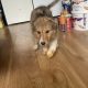 Collie Puppies for Sale in Cavan – Active & Playful