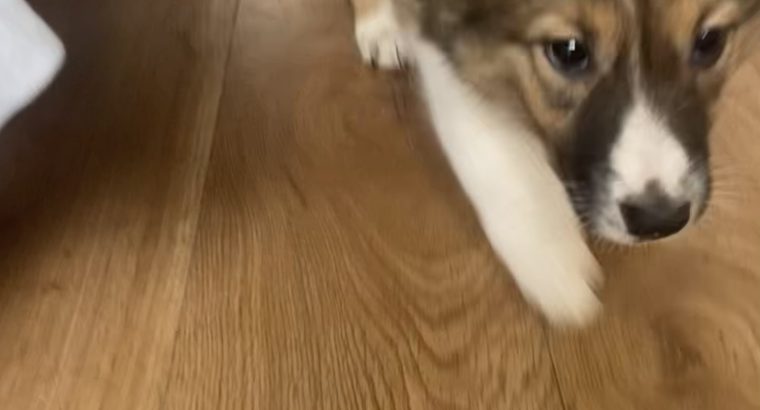 Collie Puppies for Sale in Cavan – Active & Playful
