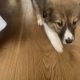 Collie Puppies for Sale in Cavan – Active & Playful