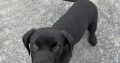 Labrador cross puppy