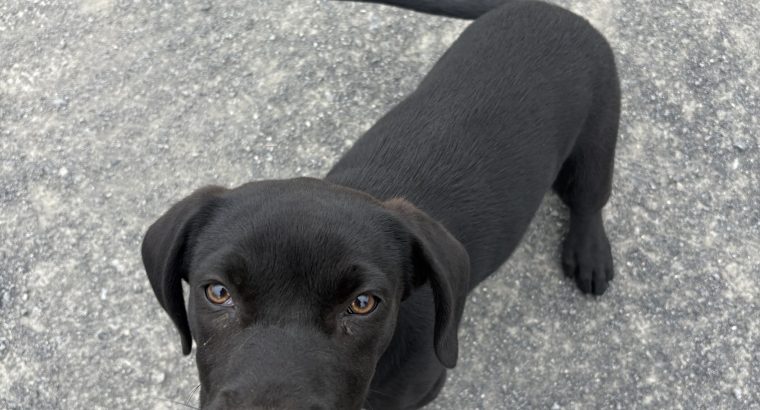 Labrador cross puppy