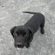 Labrador cross puppy