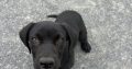Labrador cross puppy