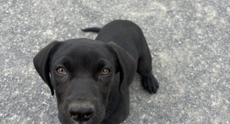Labrador cross puppy