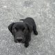 Labrador cross puppy