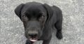 Labrador cross puppy