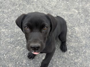 Labrador cross puppy