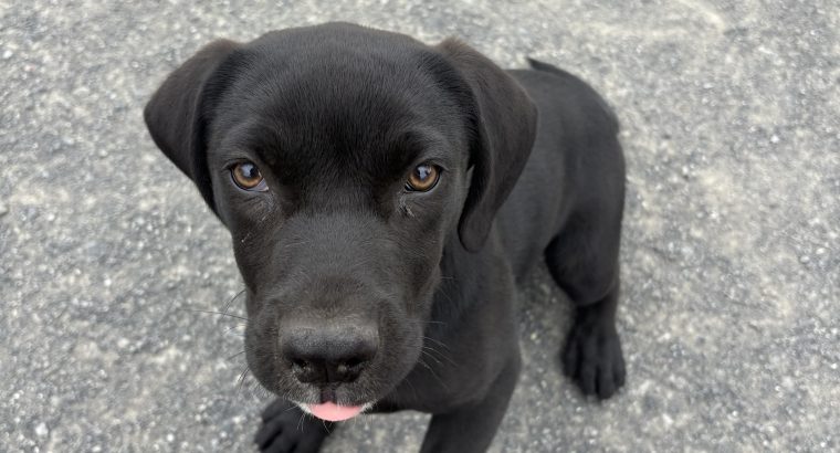 Labrador cross puppy