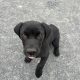 Labrador cross puppy