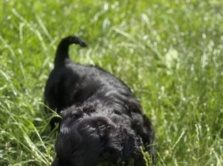 Cockapoo Puppies Vet Checked and Child Friendly