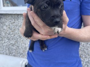 Staffordshire bull terrier puppys