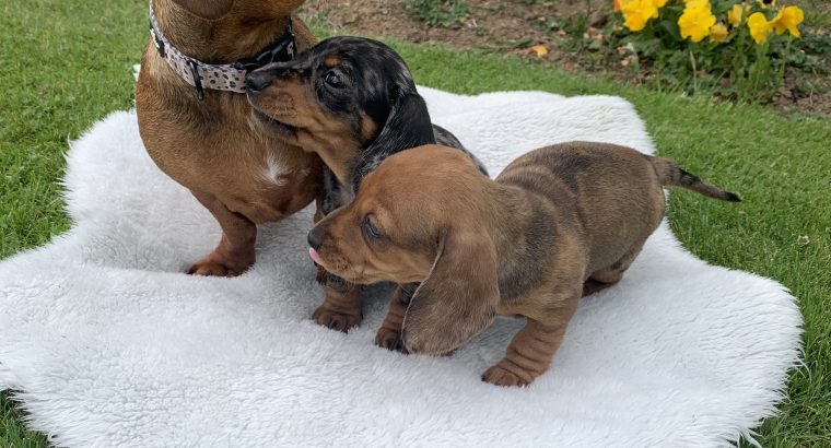 Miniature Dachshund Puppies in Wexford