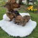 Miniature Dachshund Puppies in Wexford