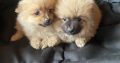 Pomeranian Puppies for Sale in Wexford