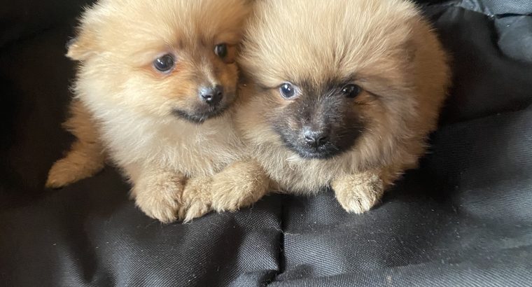 Pomeranian Puppies for Sale in Wexford