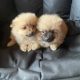 Pomeranian Puppies for Sale in Wexford