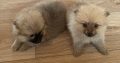 Pomeranian Puppies for Sale in Wexford