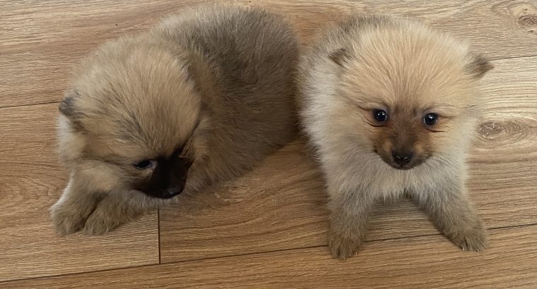 Pomeranian Puppies for Sale in Wexford