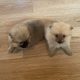 Pomeranian Puppies for Sale in Wexford