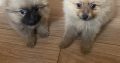 Pomeranian Puppies for Sale in Wexford