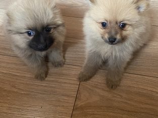 Pomeranian Puppies for Sale in Wexford