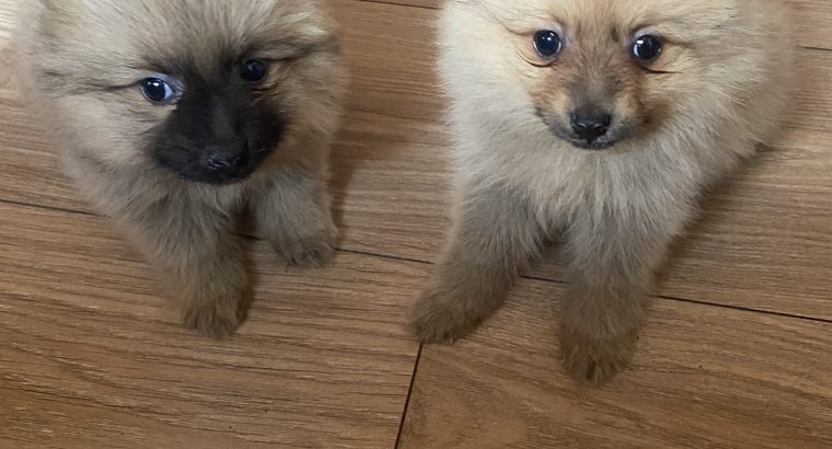 Pomeranian Puppies for Sale in Wexford