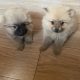 Pomeranian Puppies for Sale in Wexford