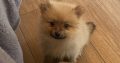 Pomeranian Puppies for Sale in Wexford