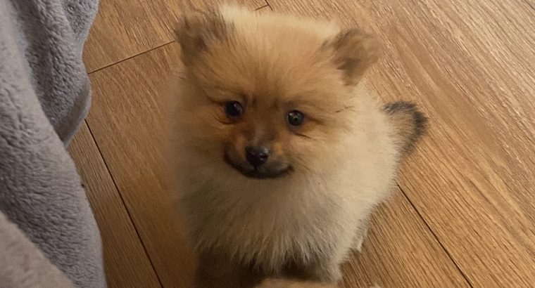 Pomeranian Puppies for Sale in Wexford