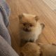 Pomeranian Puppies for Sale in Wexford