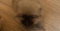 Pomeranian Puppies for Sale in Wexford