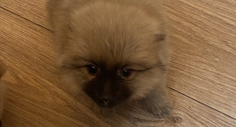 Pomeranian Puppies for Sale in Wexford