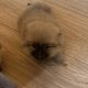 Pomeranian Puppies for Sale in Wexford