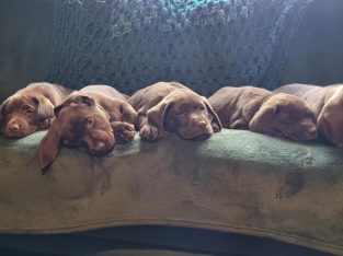 CHOCOLATE LABADOR RETRIEVER 2 MALES AND 2 FEMALES (microchip reg pending)