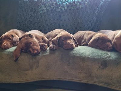 CHOCOLATE LABADOR RETRIEVER 2 MALES AND 2 FEMALES (microchip reg pending)