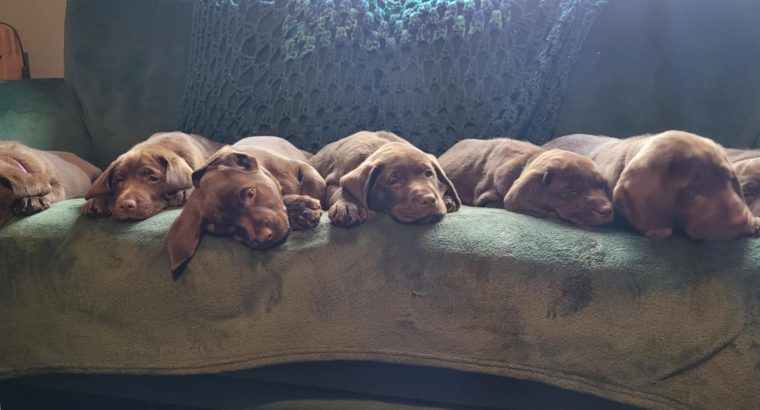 CHOCOLATE LABADOR RETRIEVER MALES AND FEMALES