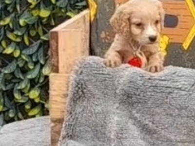 Cockapoo Puppy for Sale in Dublin – Playful Pup