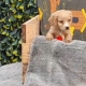 Cocker Spaniel in Dublin – Lovely Companion
