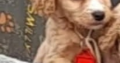 Cocker Spaniel in Dublin – Lovely Companion