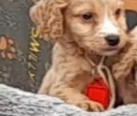 Cocker Spaniel in Dublin – Lovely Companion