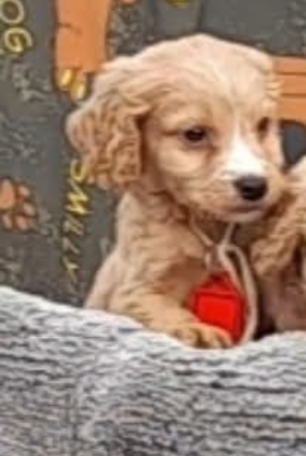 Cocker Spaniel in Dublin – Lovely Companion