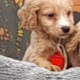 Cocker Spaniel in Dublin – Lovely Companion