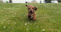 Miniature Dachshund Puppies in Wexford