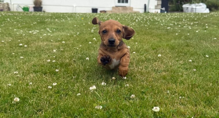 Miniature Dachshund Puppies in Wexford