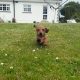 Miniature Dachshund Puppies in Wexford