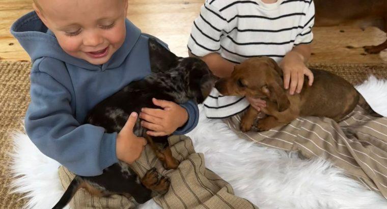 Miniature Dachshund Puppies in Wexford