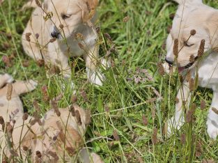 Beautiful Golden Retriever X Puppies
