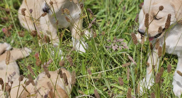 Beautiful Golden Retriever X Puppies